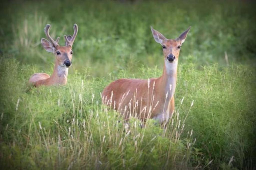 Domaine De Tardais, Ideal Famille Avec Piscine Et Nombreux Loisirs Senonches ภายนอก รูปภาพ